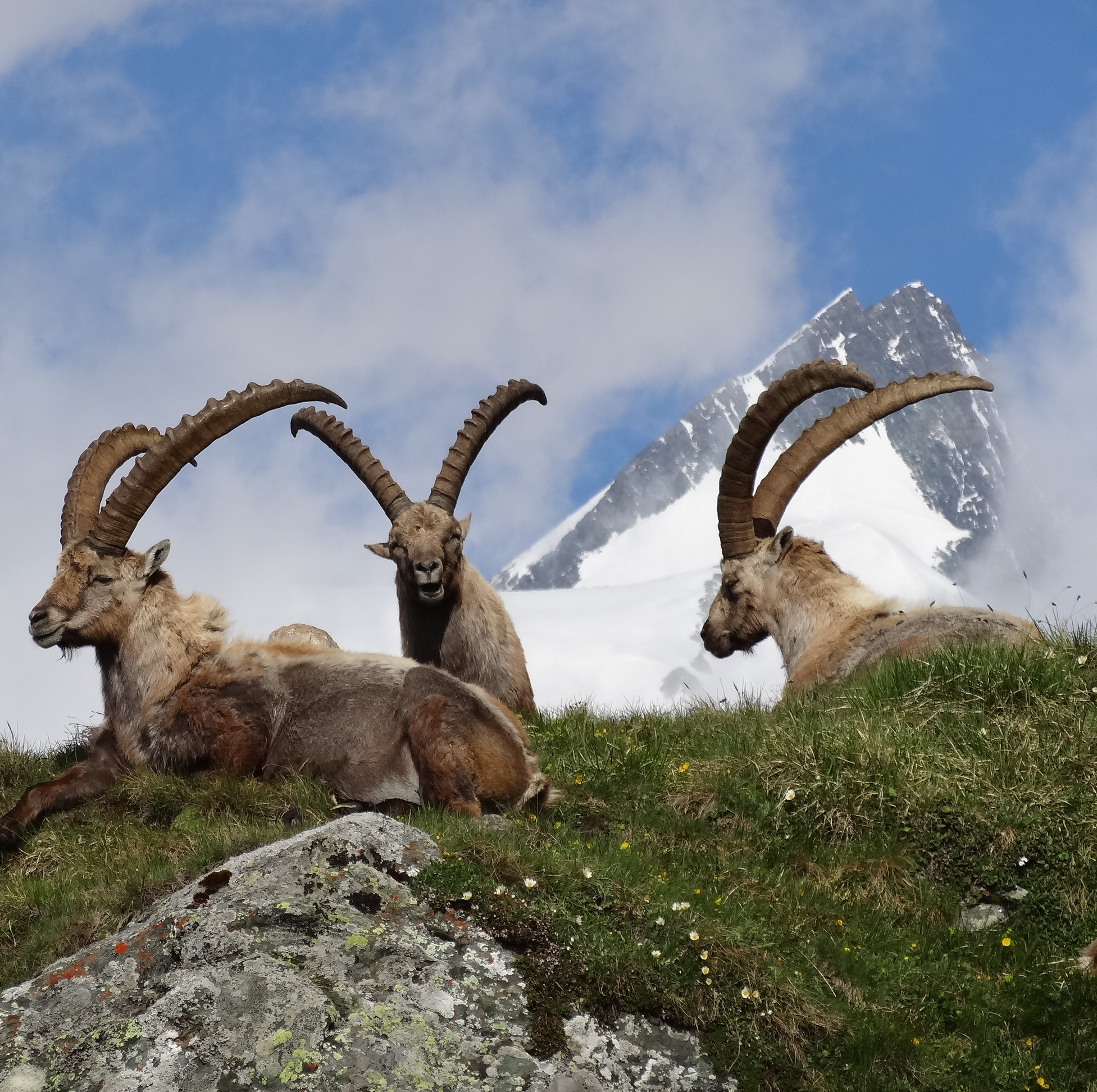 Observer les animaux sauvages des Hohe Tauern