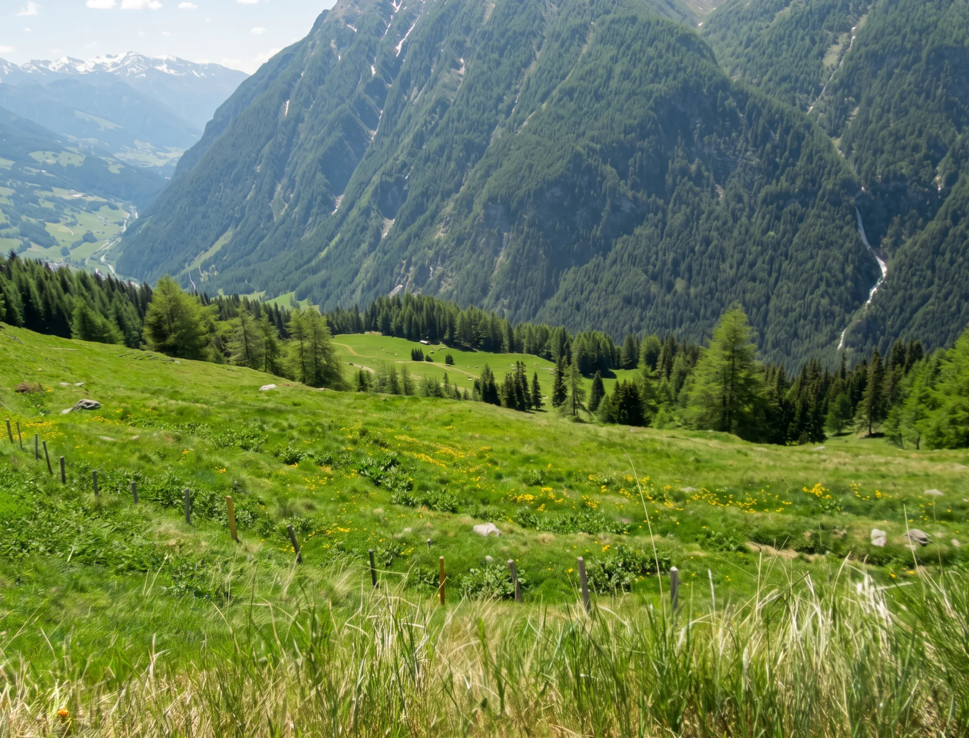 Saftige Almwiesen mit Talblick im Oberen Mölltal
