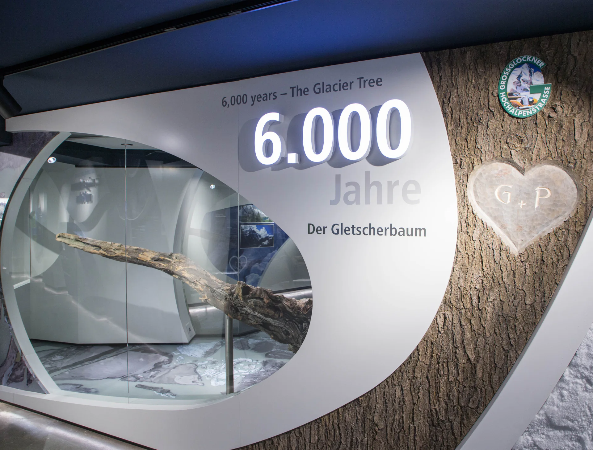6000 Jahre alter Zirbenbaum in der Ausstellung Gletscherleben auf der Kaiser-Franz-Josefs-Höhe