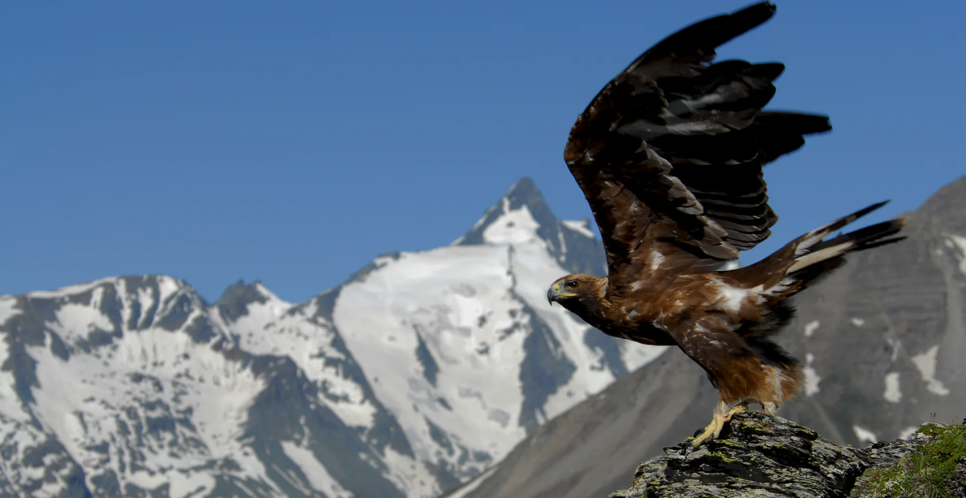 Steinadler im Angesicht des Großglockners