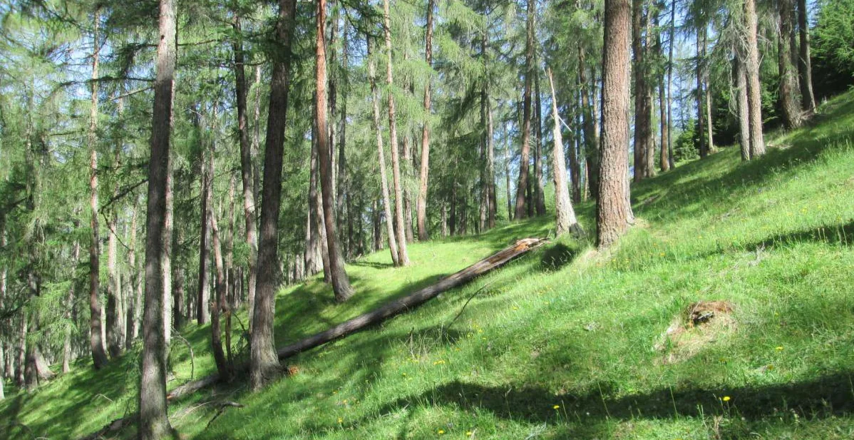 Lärchenwald nahe des Ferienhauses Anderles-Alm